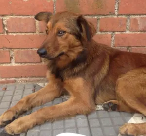 Cachorro raça Raca nao definida idade 1 ano nome Sem nome