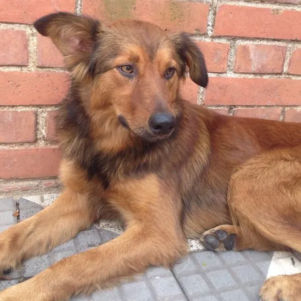 Cachorro raça Raca nao definida idade 1 ano nome Sem nome