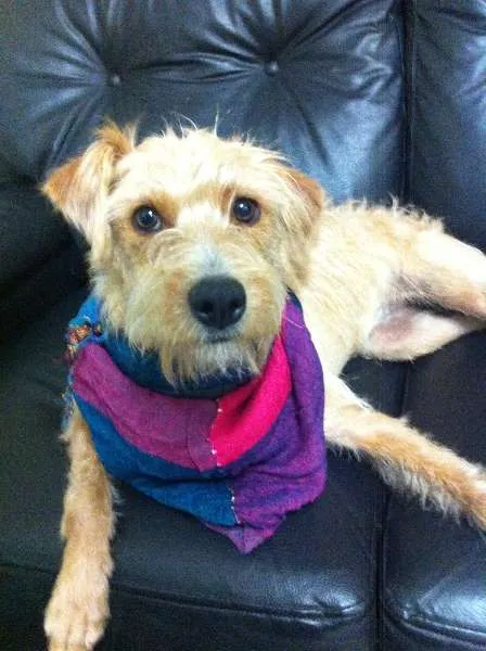 Cachorro ra a SRD idade 1 ano nome ESTOPINHA