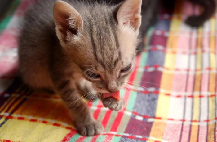 Gato ra a  idade Abaixo de 2 meses nome S/N