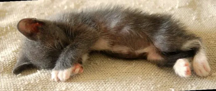 Gato ra a  idade Abaixo de 2 meses nome S/N