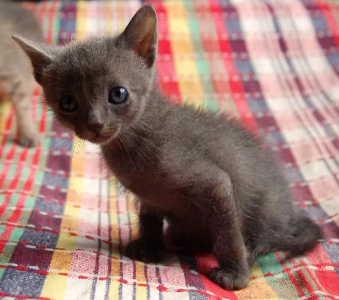 Gato ra a  idade Abaixo de 2 meses nome S/N