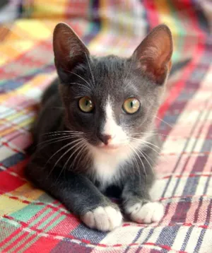 Gato raça  idade 2 a 6 meses nome S/N