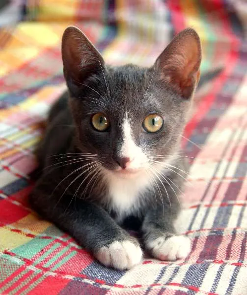 Gato ra a  idade 2 a 6 meses nome S/N