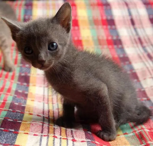 Gato ra a  idade Abaixo de 2 meses nome S/N