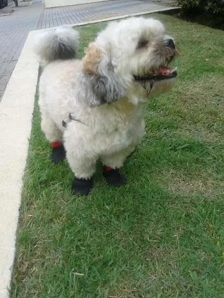 Cachorro ra a Lhasa Apso idade 4 anos nome Pitoco