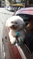 Pitoco