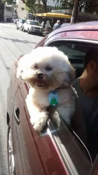 Cachorro ra a Lhasa Apso idade 4 anos nome Pitoco