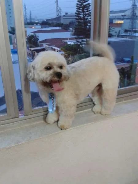 Cachorro ra a Lhasa Apso idade 4 anos nome Pitoco