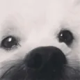 Pitoco