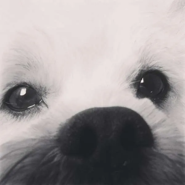 Cachorro ra a Lhasa Apso idade 4 anos nome Pitoco