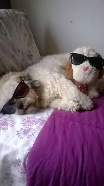 Cachorro ra a Lhasa Apso idade 4 anos nome Pitoco