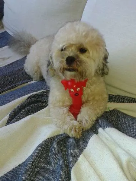 Cachorro ra a Lhasa Apso idade 4 anos nome Pitoco