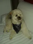 Pitoco