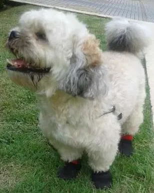 Cachorro ra a Lhasa Apso idade 4 anos nome Pitoco