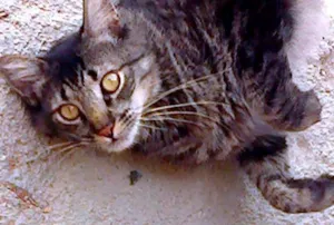 Gato raça indefinida idade 2 anos nome Tigrinho