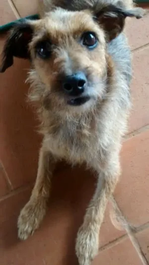 Cachorro raça SRD idade 4 anos nome Felicia