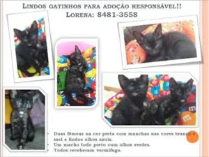 Gato raça N/A idade Abaixo de 2 meses nome N/A