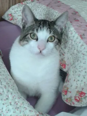Gato raça SRD idade 1 ano nome Tom