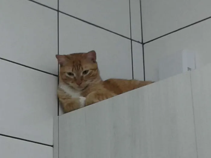 Gato ra a SRD idade 1 ano nome Tom