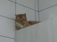 Tom