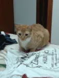 Tom
