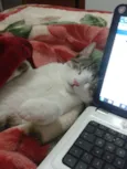 Tom