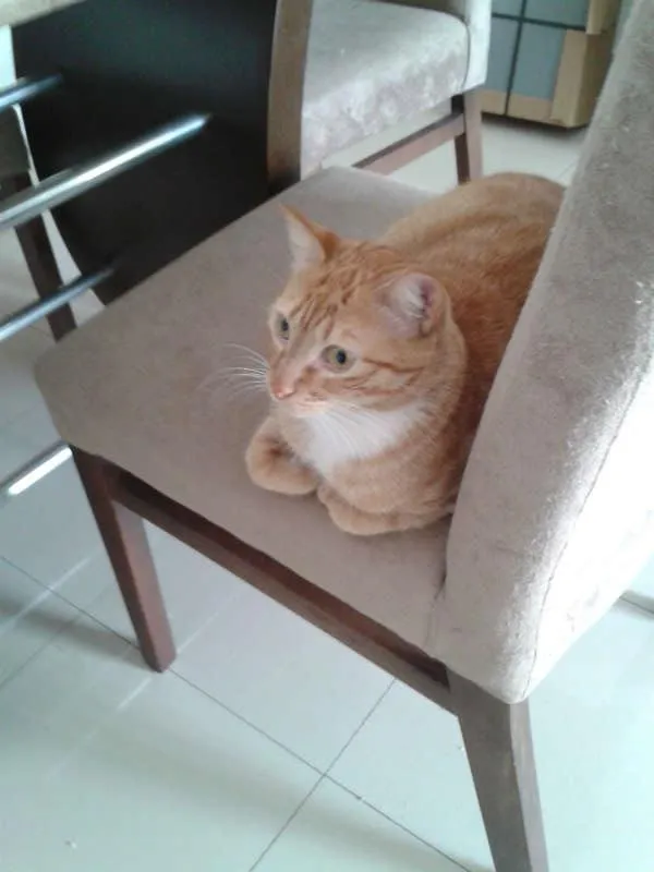 Gato ra a SRD idade 2 anos nome Tigre