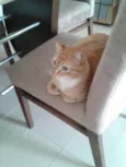 Tigre