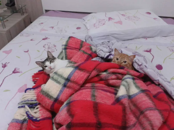Gato ra a SRD idade 2 anos nome Tigre