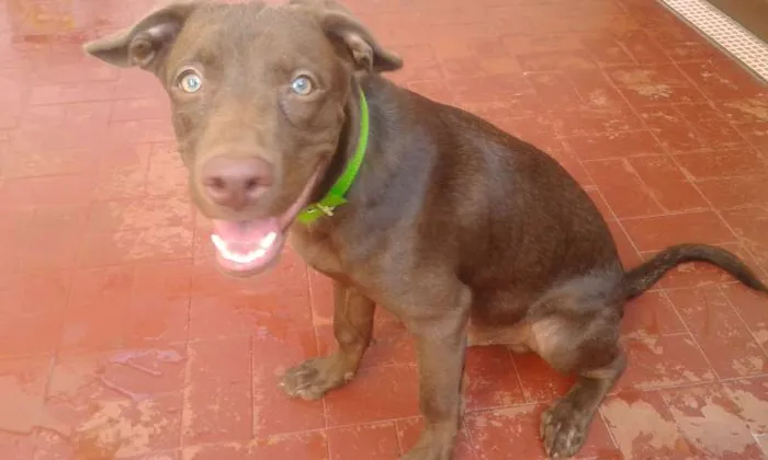 Cachorro raça A MÃE É PITBUL C/ VIRA LATA E O PAI DOBERMAN idade 2 a 6 meses nome BOBY