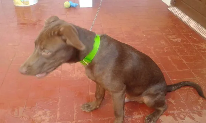 Cachorro raça A MÃE É PITBUL C/ VIRA LATA E O PAI DOBERMAN idade 2 a 6 meses nome BOBY