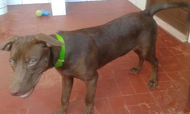Cachorro raça A MÃE É PITBUL C/ VIRA LATA E O PAI DOBERMAN idade 2 a 6 meses nome BOBY