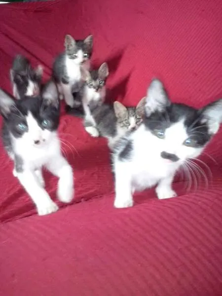 Gato ra a SRD idade 2 a 6 meses nome SEM NOME