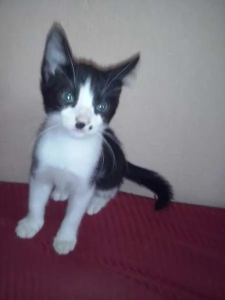 Gato ra a SRD idade 2 a 6 meses nome SEM NOME