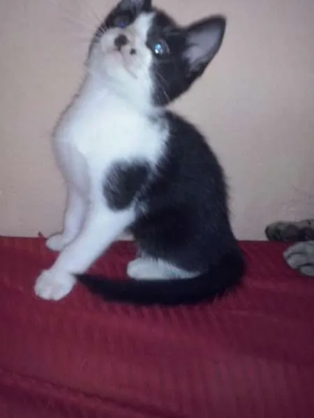 Gato ra a SRD idade 2 a 6 meses nome SEM NOME