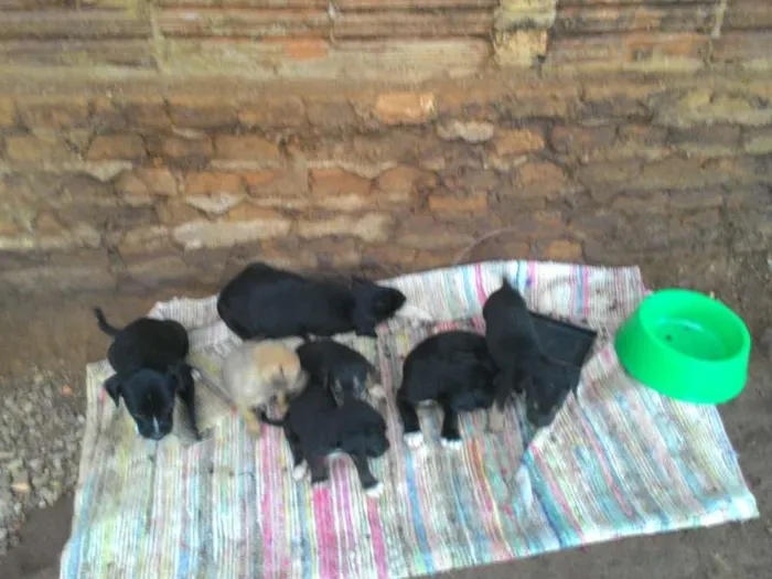 Cachorro raça  idade Abaixo de 2 meses nome não tem