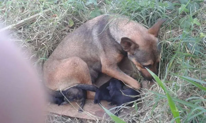 Cachorro ra a  idade  nome sem nome