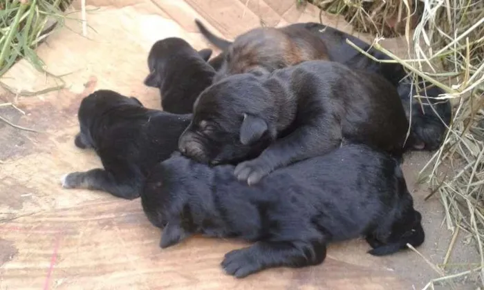 Cachorro ra a  idade  nome sem nome