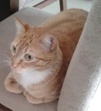 Gato ra a SRD idade 2 anos nome Tigre