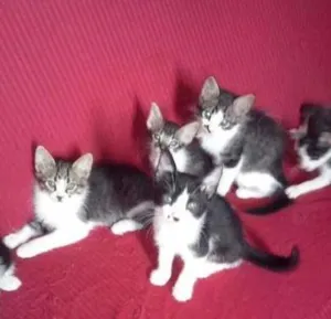 Gato raça SRD idade 2 a 6 meses nome SEM NOME