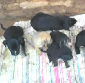 Cachorro raça  idade Abaixo de 2 meses nome não tem