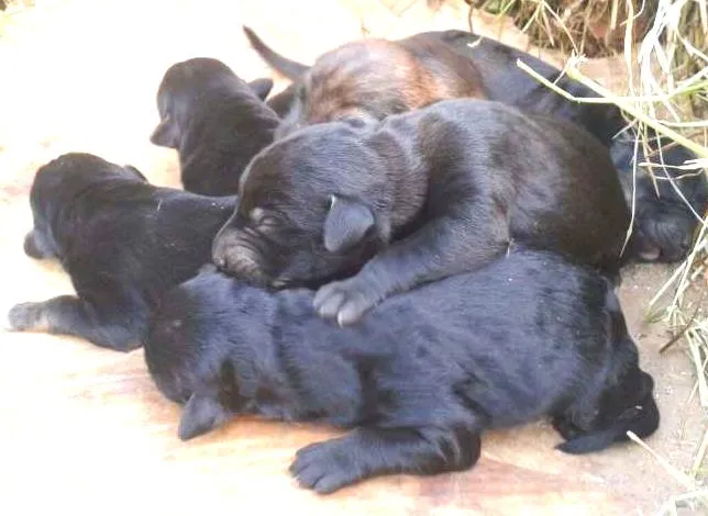 Cachorro ra a  idade  nome sem nome