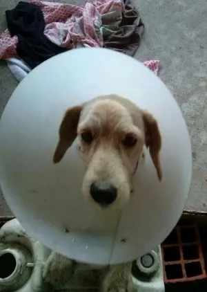 Cachorro raça nao sei idade 1 ano nome boby