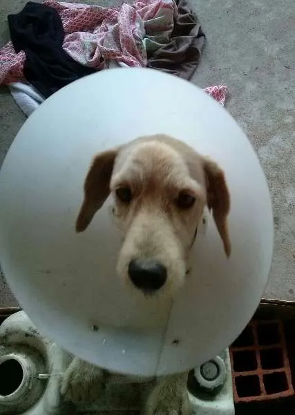 Cachorro ra a nao sei idade 1 ano nome boby