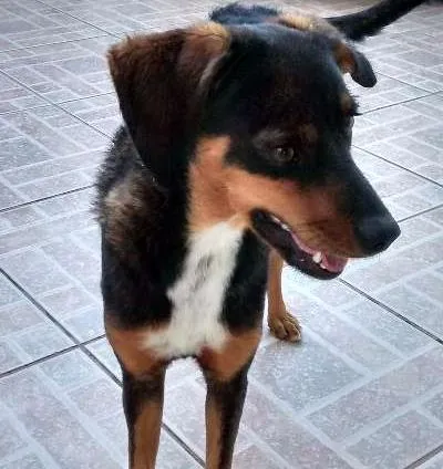 Cachorro ra a SRD idade 7 a 11 meses nome Bela