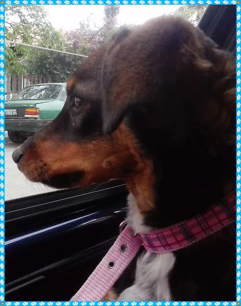 Cachorro ra a SRD idade 7 a 11 meses nome Bela
