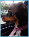 Bela