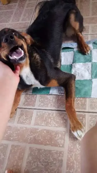 Cachorro ra a SRD idade 7 a 11 meses nome Bela