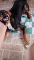 Bela